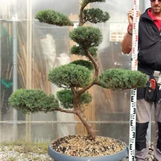 Juniperus virginiana 'Grey Owl' - Bonsai, Gartenbonsai NPjuN8 - 150