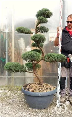 Strauchwacholder 'Grey Owl' - Juniperus virginiana 'Grey Owl' - Bonsai