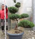 Strauchwacholder 'Grey Owl' - Juniperus virginiana 'Grey Owl' - Bonsai