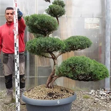 Juniperus virginiana 'Grey Owl' - Bonsai, Gartenbonsai NPjuN6 - 140