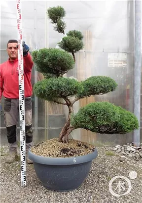 Strauchwacholder 'Grey Owl' - Juniperus virginiana 'Grey Owl' - Bonsai