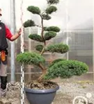 Strauchwacholder 'Grey Owl' - Juniperus virginiana 'Grey Owl' - Bonsai