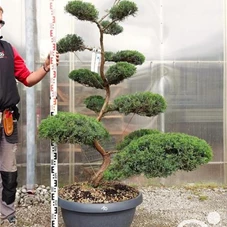 Juniperus virginiana 'Grey Owl' - Bonsai, Gartenbonsai NPjuN10 - 150