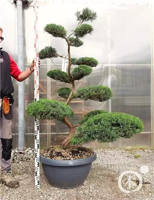 Strauchwacholder 'Grey Owl' - Juniperus virginiana 'Grey Owl' - Bonsai
