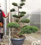 Strauchwacholder 'Grey Owl' - Juniperus virginiana 'Grey Owl' - Bonsai