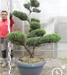 Strauchwacholder 'Grey Owl' - Juniperus virginiana 'Grey Owl' - Bonsai