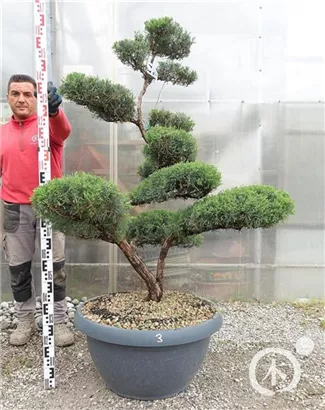 Strauchwacholder 'Grey Owl' - Juniperus virginiana 'Grey Owl' - Bonsai