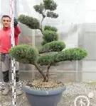 Strauchwacholder 'Grey Owl' - Juniperus virginiana 'Grey Owl' - Bonsai