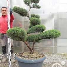 Juniperus virginiana 'Grey Owl' - Bonsai, Gartenbonsai NPjuN3 - 140
