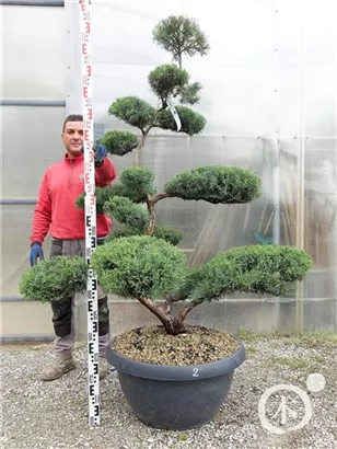 Strauchwacholder 'Grey Owl' - Juniperus virginiana 'Grey Owl' - Bonsai