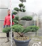 Strauchwacholder 'Grey Owl' - Juniperus virginiana 'Grey Owl' - Bonsai