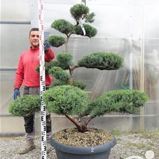 Juniperus virginiana 'Grey Owl' - Bonsai, Gartenbonsai NPjuN2 - 150