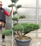 Strauchwacholder 'Grey Owl' - Juniperus virginiana 'Grey Owl' - Bonsai