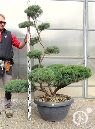 Strauchwacholder 'Grey Owl' - Juniperus virginiana 'Grey Owl' - Bonsai