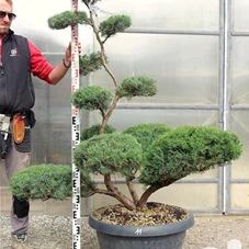 Juniperus virginiana 'Grey Owl' - Bonsai, Gartenbonsai NPjuN11 - 140
