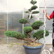 Juniperus virginiana 'Grey Owl' - Bonsai, Gartenbonsai NPjuN9 - 150