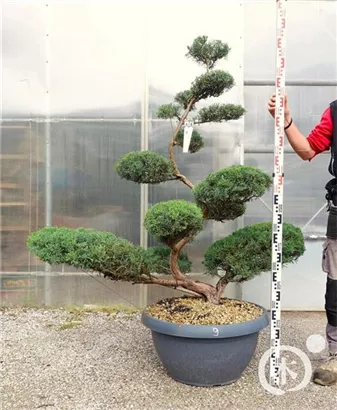 Strauchwacholder 'Grey Owl' - Juniperus virginiana 'Grey Owl' - Bonsai
