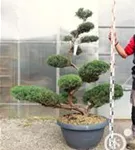 Strauchwacholder 'Grey Owl' - Juniperus virginiana 'Grey Owl' - Bonsai