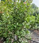 Glanzmispel 'Red Robin' - Photinia fraseri 'Red Robin' - Heckenpflanzen