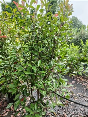 Glanzmispel 'Red Robin' - Photinia fraseri 'Red Robin' - Heckenpflanzen