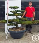 Mädchen-Kiefer - Pinus pentaphylla