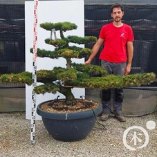 Pinus pentaphylla, Gartenbonsai YB215 - 100