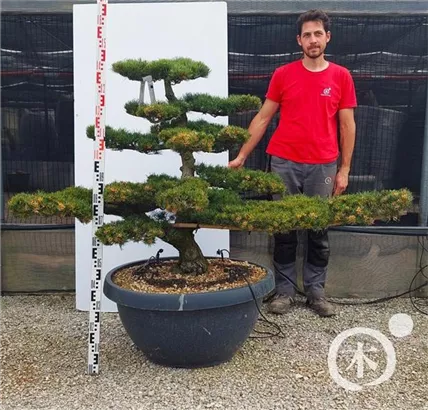 Mädchen-Kiefer - Pinus pentaphylla