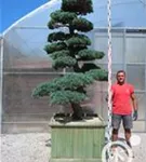 Mädchen-Kiefer - Pinus pentaphylla