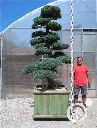 Mädchen-Kiefer - Pinus pentaphylla