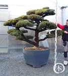 Mädchen-Kiefer - Pinus pentaphylla