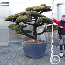 Pinus pentaphylla, Gartenbonsai YM16 - 160