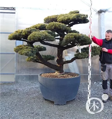 Mädchen-Kiefer - Pinus pentaphylla