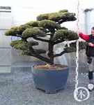 Mädchen-Kiefer - Pinus pentaphylla