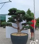 Mädchen-Kiefer - Pinus pentaphylla