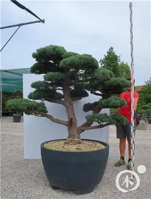 Mädchen-Kiefer - Pinus pentaphylla