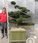 Mädchen-Kiefer - Pinus pentaphylla