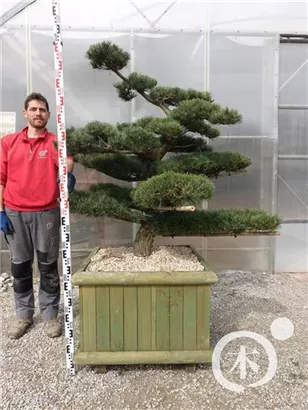 Mädchen-Kiefer - Pinus pentaphylla