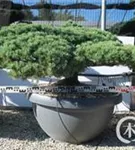 Mädchen-Kiefer - Pinus pentaphylla