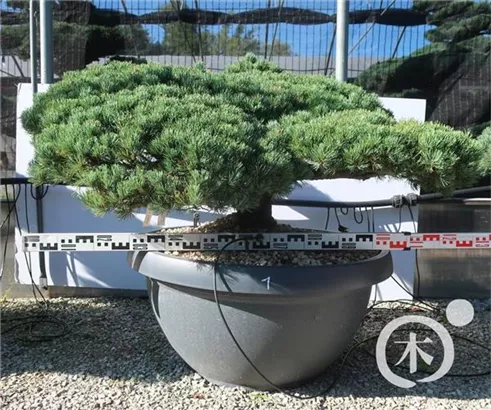 Mädchen-Kiefer - Pinus pentaphylla