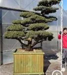 Mädchen-Kiefer - Pinus pentaphylla