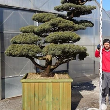 Pinus pentaphylla, Gartenbonsai Y12 - 180
