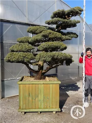 Mädchen-Kiefer - Pinus pentaphylla