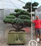 Mädchen-Kiefer - Pinus pentaphylla