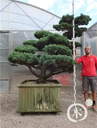 Mädchen-Kiefer - Pinus pentaphylla
