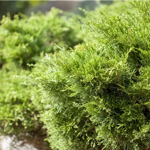 Juniperus media 'Mint Julep' - Bonsai