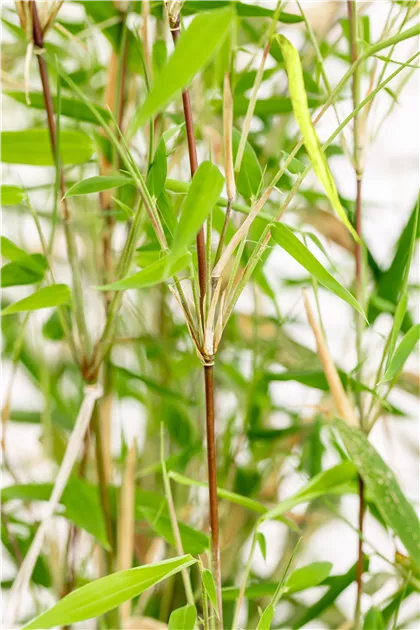 Fargesia 'Obelisk' - Semper Verde Pflanzenzentrum Ullmer GbR