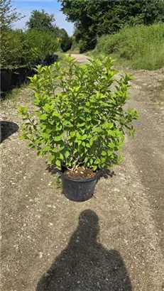 Rispenhortensie 'Limelight' -S- - Hydrangea paniculata 'Limelight' -S-
