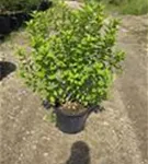 Rispenhortensie 'Limelight' -S- - Hydrangea paniculata 'Limelight' -S-