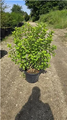 Rispenhortensie 'Limelight' -S- - Hydrangea paniculata 'Limelight' -S-