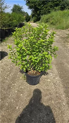 Rispenhortensie 'Limelight' -S- - Hydrangea paniculata 'Limelight' -S-